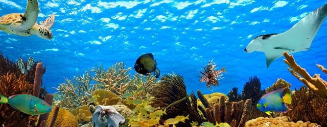 Un plongeon dans la mer Rouge ?
