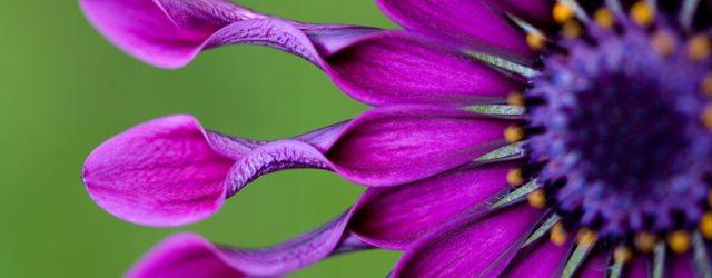L'osteospermum, une drôle de marguerite