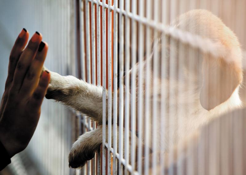 adoption animaux