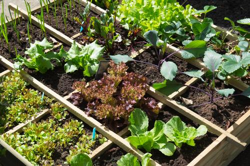 potager selon climat