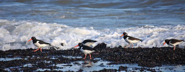 50 000 oiseaux échoués sur le littoral européen !