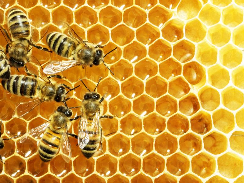 abeilles