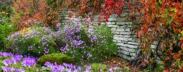 jardin automne