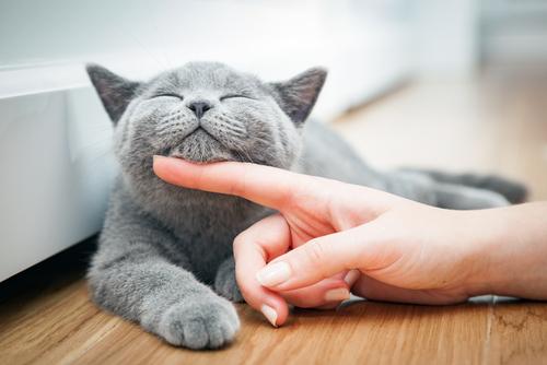 chat domestique 