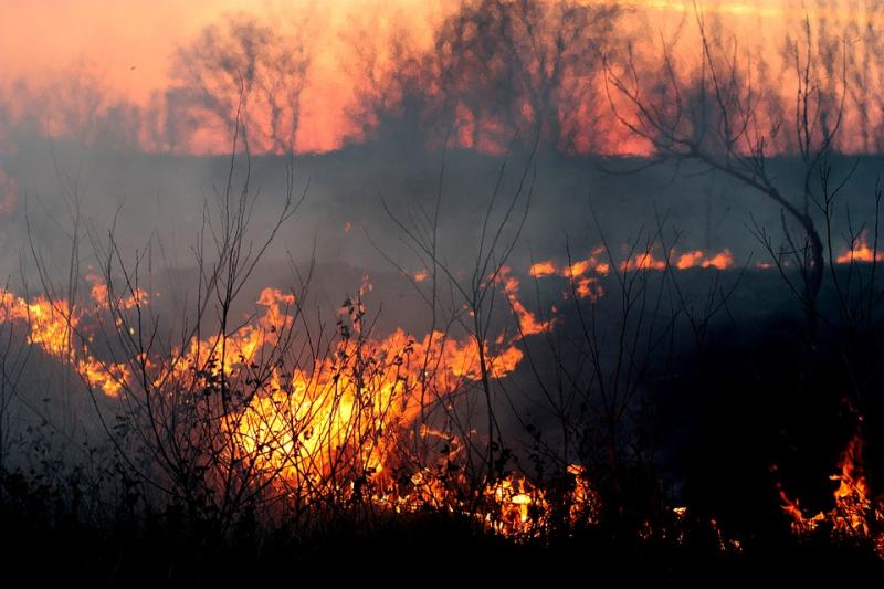 Un feu ravage une forêt.