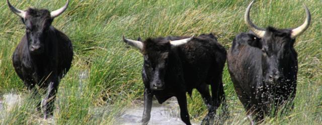 camargue