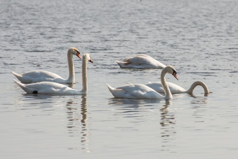Des niveaux élevés de mercure ont été constatés dans les oiseaux habitant dans les Grands Lacs.