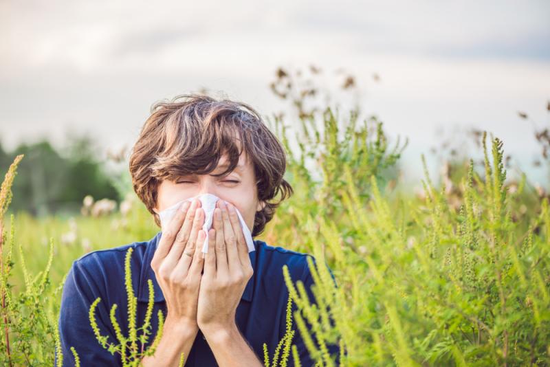 l'ambroisie provoque des rhinites allergiques