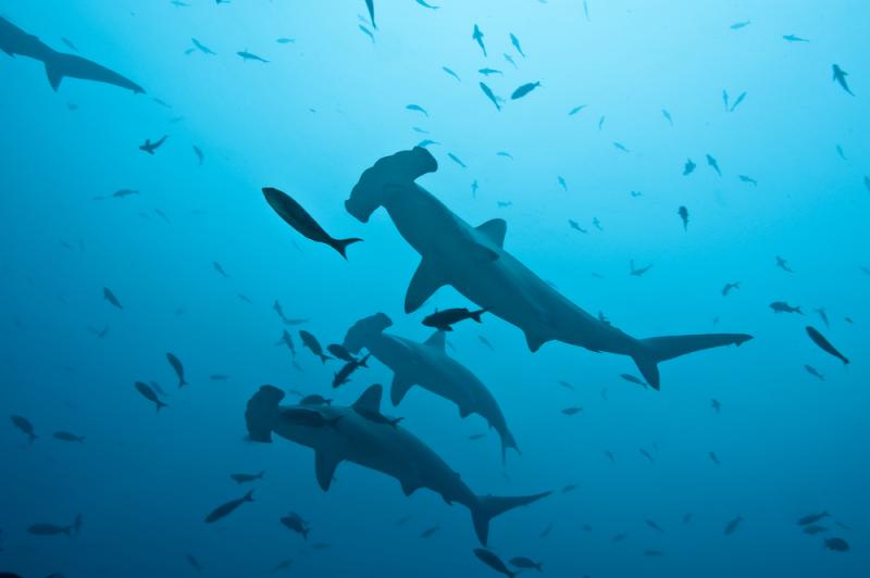 requin marteau