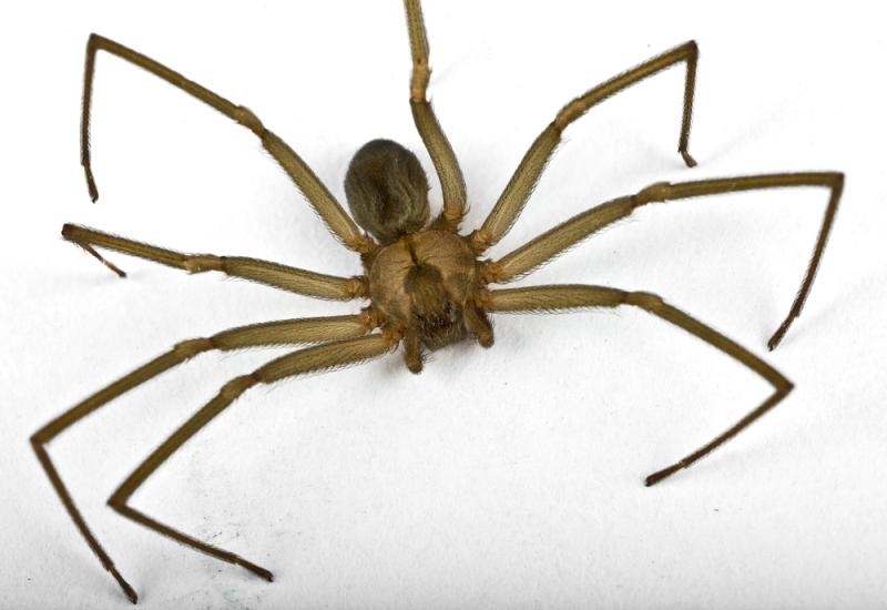 Il est rare de croiser une araignée violoniste en France.