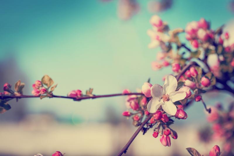 début du printemps