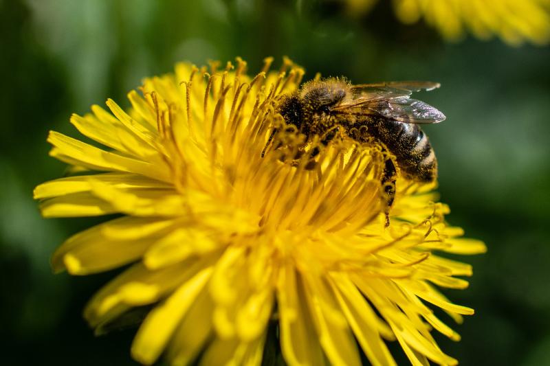 Ces subtances neurotoxiques s'attaquent au système nerveux des insectes.