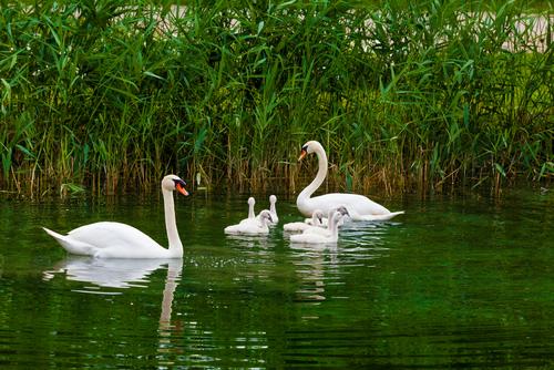Deux cygnes retrouvés morts à cause du virus H5N8 dans l'Ain (c) Shutterstock