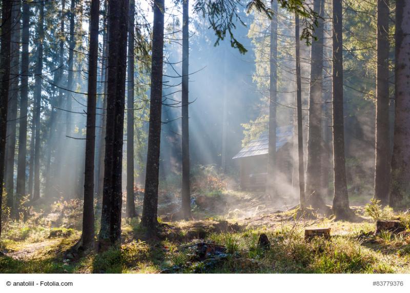 soleil forêt