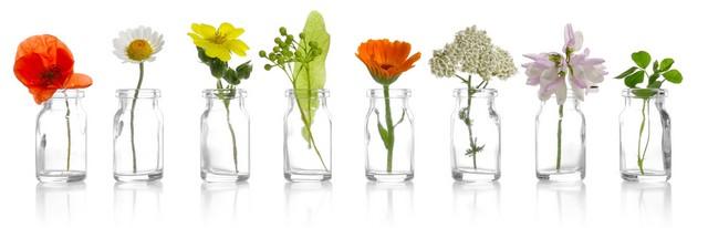 plantes médicinales