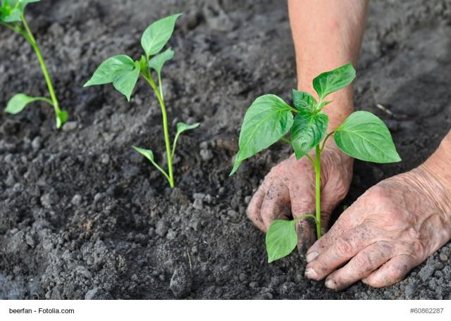 potager