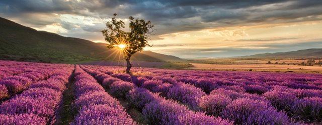 La beauté de la lavande provençale