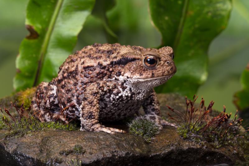 crapaud-decouverte-espece-usa-dick-tracy
