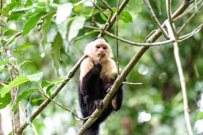 Les singes étaient enfermés et inhalaient pendant quatre heures les gaz d'échappements.