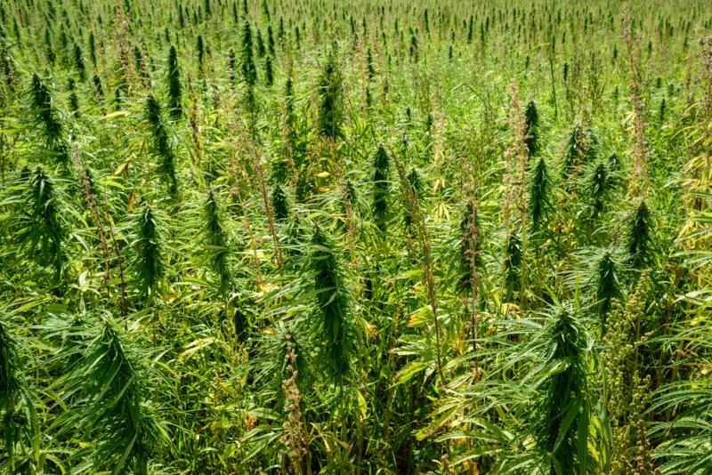 Plus d'un tiers des Français (34 %) a déjà consommé du cannabis.