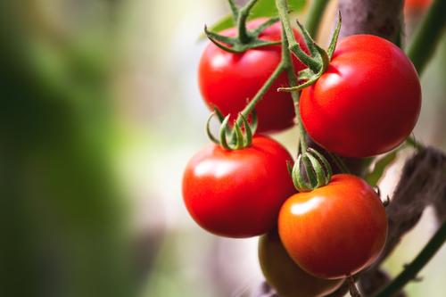 tomates
