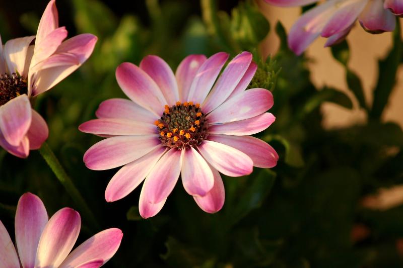 Fleurs rempoter