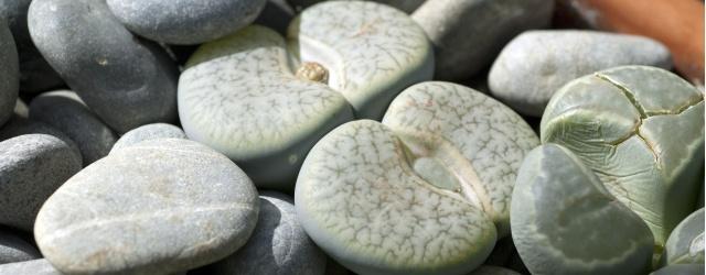 lithops