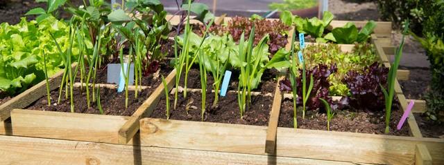 carré potager