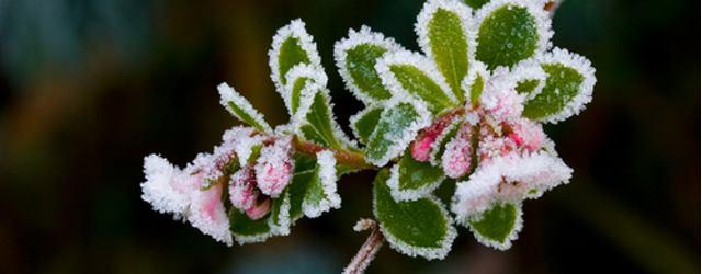 Conseils pour votre jardin en hiver !