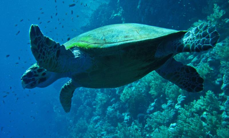 tortue verte