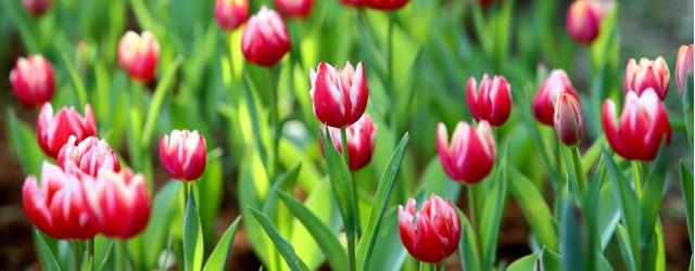 tulipes