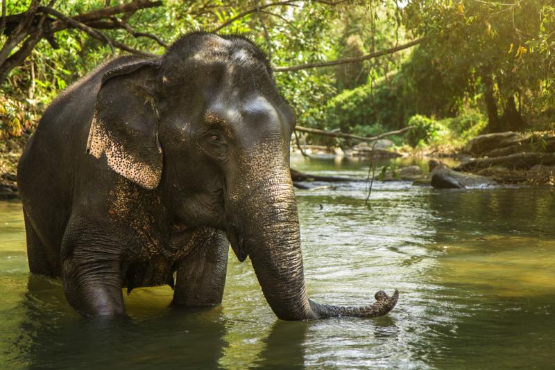 Un éléphant d'Asie