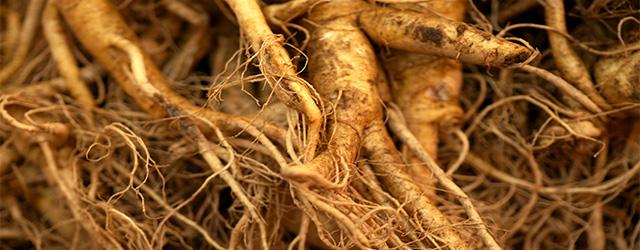 Découvrez l'herbe divine, le Ginseng