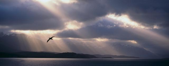 pied-de-vent-oiseau