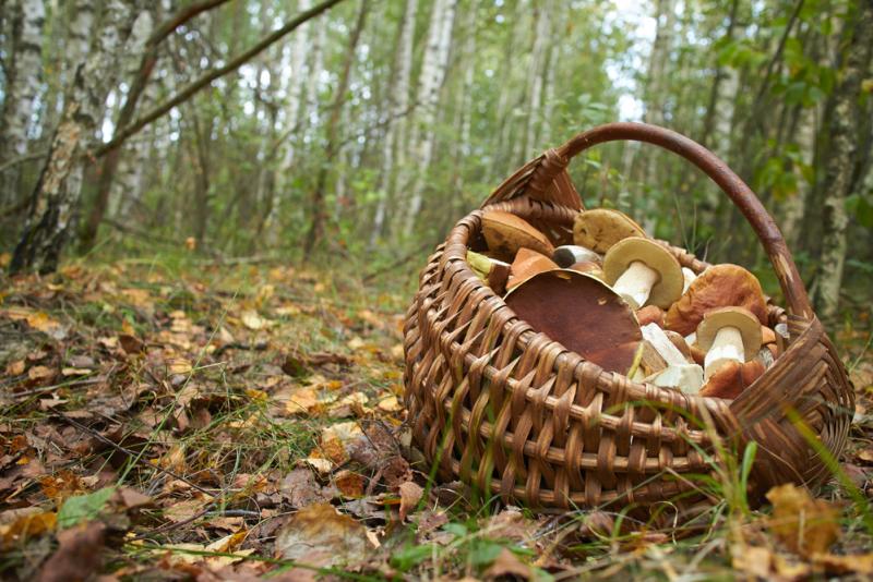 champignons