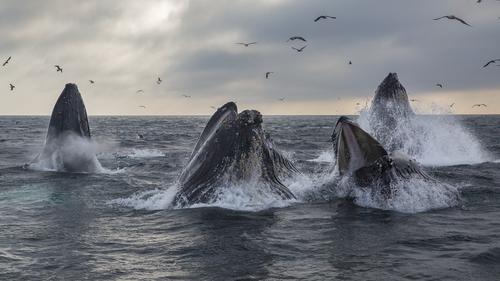 baleines