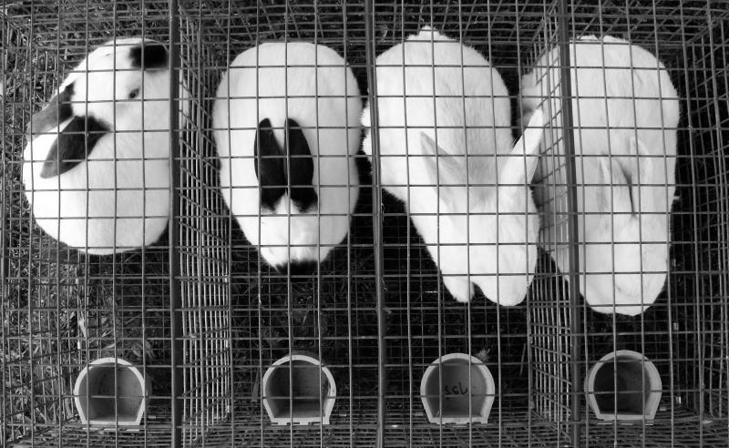 lapins