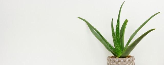 aloe vera