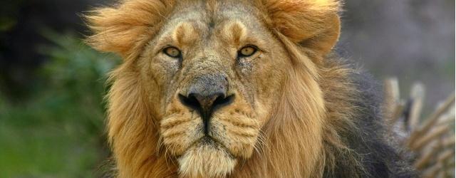 lion