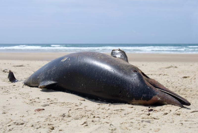 Dauphin mort sur la plage