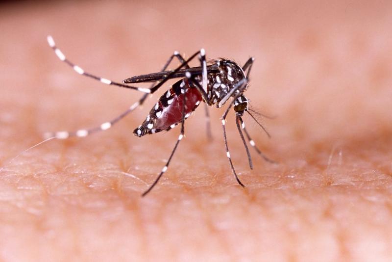 les moustiques seraient capables d'associer une odeur à un danger.