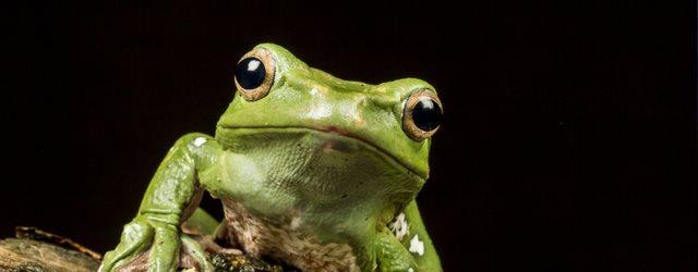 La grenouille nous dit tout sur la météo ! 