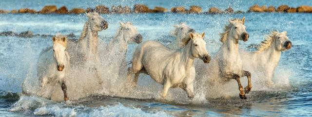 chevaux camargue