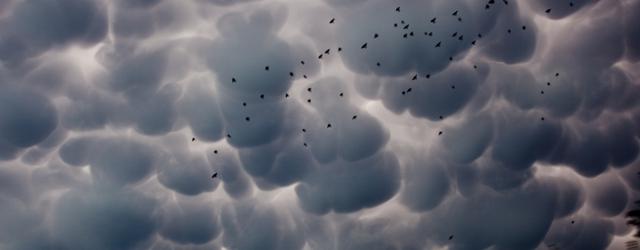 Les insolites nuages mammatus !