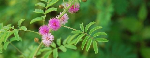 Une plante pas comme les autres... La Mimosa Pudica !