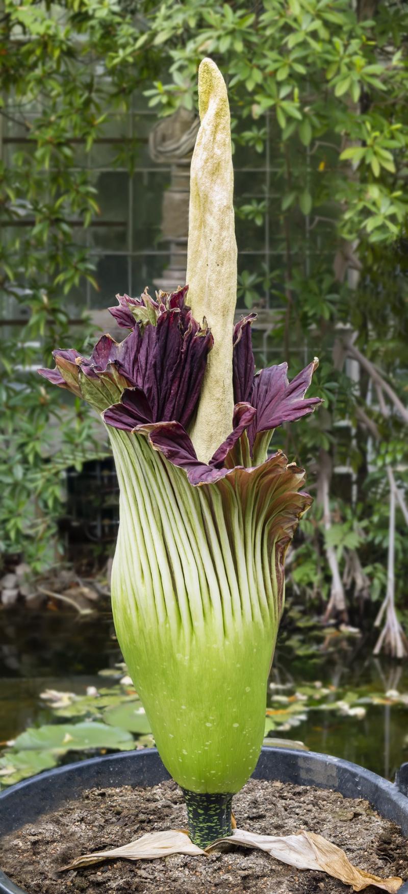 Fleur cadavre