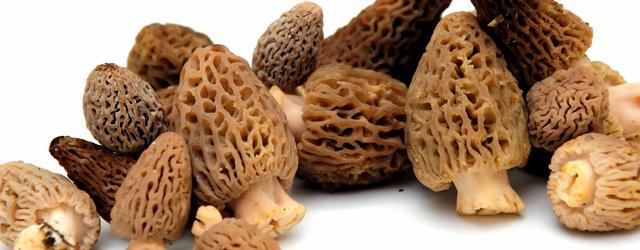Les morilles sont de retour !