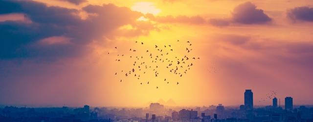 oiseaux ciel