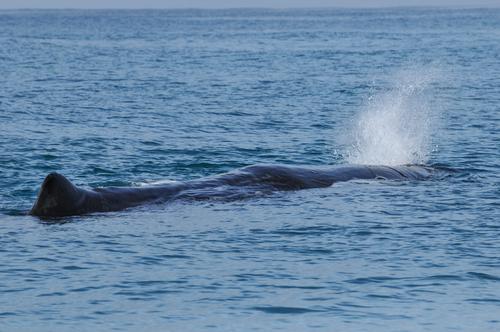 Un cachalot nain aperçu pour la première fois en Belgique (c) Shutterstock