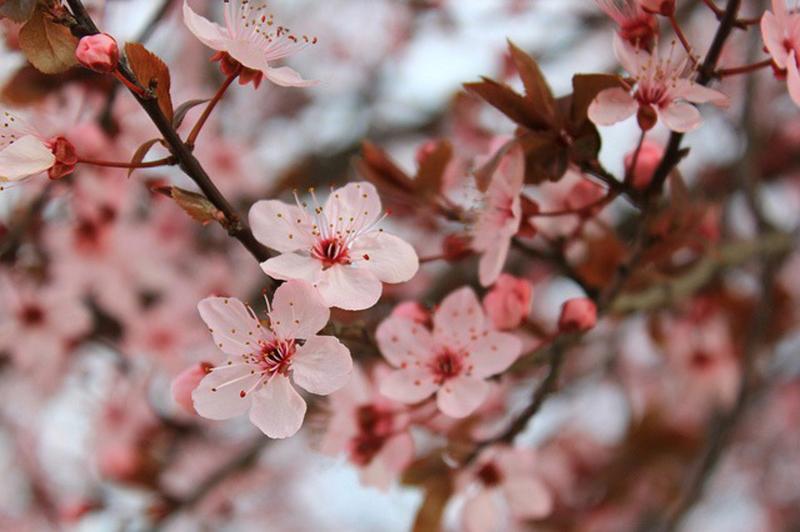 Fleur de Sakura 